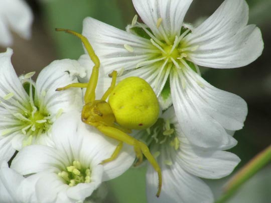 Misumena vatia, Veränderliche Krabbenspinne