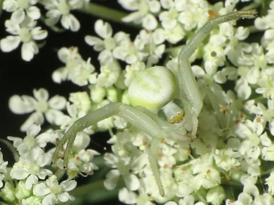 Misumena vatia, Veränderliche Krabbenspinne