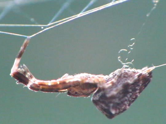 Kräuselradnetzspinnen, Uloboridae