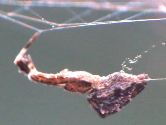 Kräuselradnetzspinnen, Uloboridae