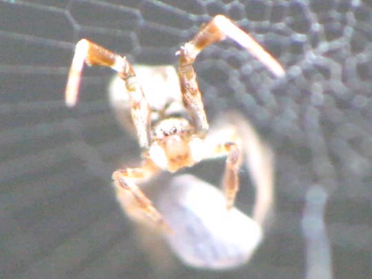 Kräuselradnetzspinnen, Uloboridae