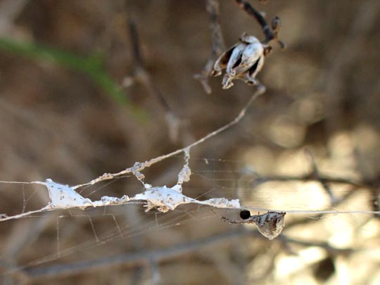 Kräuselradnetzspinnen, Uloboridae