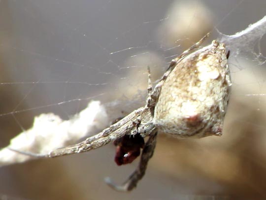 Kräuselradnetzspinnen, Uloboridae