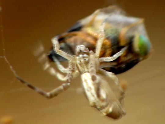 Kräuselradnetzspinnen, Uloboridae