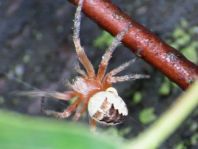 Gartenkreuzspinne, Araneus diadematus