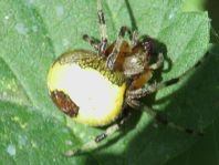 Araneus marmoreus, Marmorierte Kreuzspinne