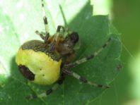 Araneus marmoreus, Marmorierte Kreuzspinne