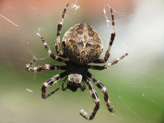 Araneus angulatus, Gehörnte Kreuzspinnes