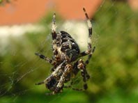 Gartenkreuzspinne, Araneus diadematus