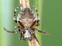 Araneus biguttatus/sturmi