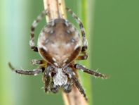 Araneus biguttatus/sturmi