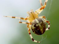 Araneus marmoreus, Marmorierte Kreuzspinne