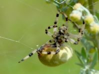 Vierfleck-Kreuzspinne, Araneus quadratus