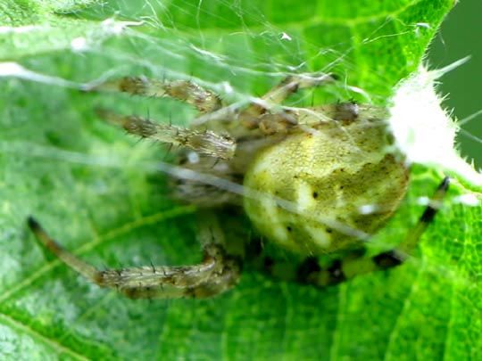 Vierfleck-Kreuzspinne, Araneus quadratus