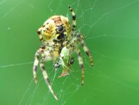 Vierfleck-Kreuzspinne, Araneus quadratus