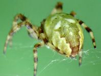 Vierfleck-Kreuzspinne, Araneus quadratus