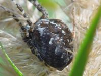 Gartenkreuzspinne, Araneus diadematus