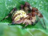 Vierfleck-Kreuzspinne, Araneus quadratus