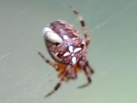 Gartenkreuzspinne, Araneus diadematus