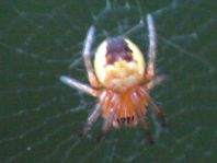 Gartenkreuzspinne, Araneus diadematus