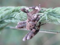 Araneus angulatus, Gehörnte Kreuzspinne