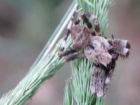 Araneus angulatus, Gehörnte Kreuzspinne
