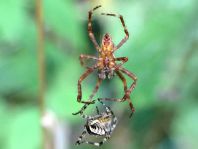 Gartenkreuzspinne, Araneus diadematus