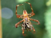 Gartenkreuzspinne, Araneus diadematus