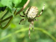 Araneus marmoreus, Marmorierte Kreuzspinne