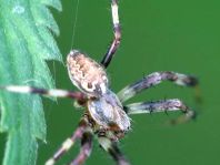 Gartenkreuzspinne, Araneus diadematus