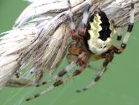 Araneus marmoreus, Marmorierte Kreuzspinne