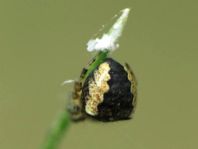 Gartenkreuzspinne, Araneus diadematus