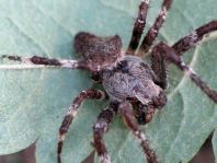 Araneus angulatus, Gehörnte Kreuzspinne