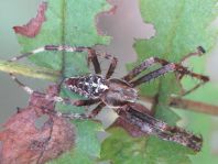 Gartenkreuzspinne, Araneus diadematus