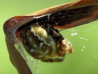 Vierfleck-Kreuzspinne, Araneus quadratus