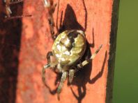 Vierfleck-Kreuzspinne, Araneus quadratus