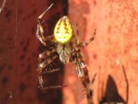 Vierfleck-Kreuzspinne, Araneus quadratus