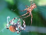 Vierfleck-Kreuzspinne, Araneus quadratus