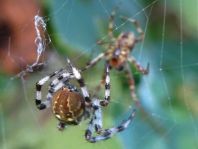 Vierfleck-Kreuzspinne, Araneus quadratus