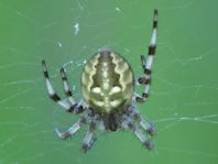 Vierfleck-Kreuzspinne, Araneus quadratus