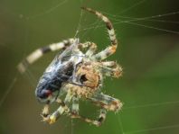 Gartenkreuzspinne, Araneus diadematus