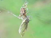 Gartenkreuzspinne, Araneus diadematus