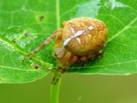 Gartenkreuzspinne, Araneus diadematus