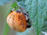 Araneus marmoreus, Marmorierte Kreuzspinne