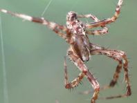 Gartenkreuzspinne, Araneus diadematus