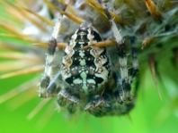 Gartenkreuzspinne, Araneus diadematus