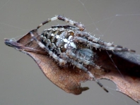 Gartenkreuzspinne, Araneus diadematus