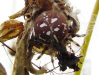 Vierfleck-Kreuzspinne, Araneus quadratus