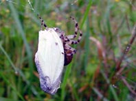 Vierfleck-Kreuzspinne, Araneus quadratus