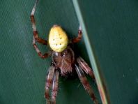 Vierfleck-Kreuzspinne, Araneus quadratus